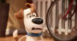 Pets (2) | Kino und Filme | Artikeldienst Online